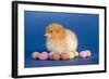 Chick with Chocolate Eggs-null-Framed Photographic Print