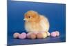 Chick with Chocolate Eggs-null-Mounted Photographic Print