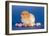 Chick with Chocolate Eggs-null-Framed Photographic Print