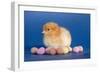 Chick with Chocolate Eggs-null-Framed Photographic Print
