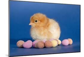 Chick with Chocolate Eggs-null-Mounted Photographic Print