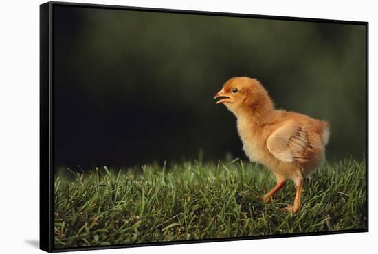 Chick-DLILLC-Framed Stretched Canvas