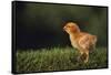 Chick-DLILLC-Framed Stretched Canvas