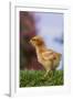 Chick-DLILLC-Framed Photographic Print