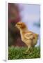 Chick-DLILLC-Framed Photographic Print