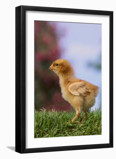 Chick-DLILLC-Framed Photographic Print