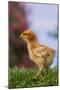 Chick-DLILLC-Mounted Photographic Print