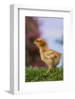 Chick-DLILLC-Framed Photographic Print