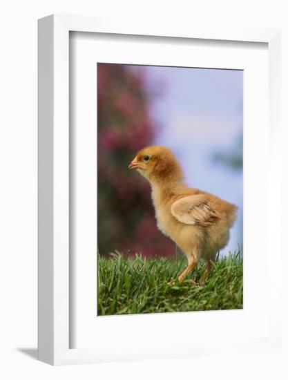 Chick-DLILLC-Framed Photographic Print