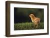 Chick-DLILLC-Framed Photographic Print