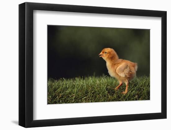 Chick-DLILLC-Framed Photographic Print