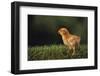 Chick-DLILLC-Framed Photographic Print