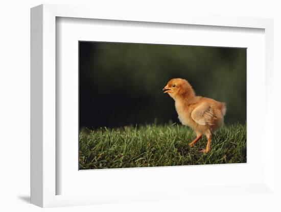 Chick-DLILLC-Framed Photographic Print