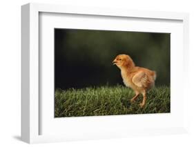 Chick-DLILLC-Framed Photographic Print