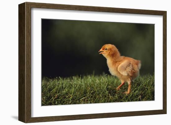 Chick-DLILLC-Framed Photographic Print