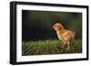 Chick-DLILLC-Framed Photographic Print