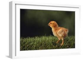 Chick-DLILLC-Framed Photographic Print