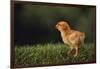 Chick-DLILLC-Framed Photographic Print