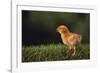 Chick-DLILLC-Framed Photographic Print