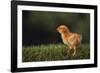 Chick-DLILLC-Framed Photographic Print