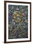 Chickadee 2-Jeff Tift-Framed Premium Giclee Print