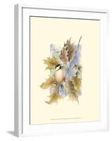 Chickadee and Oak Leaves-Janet Mandel-Framed Art Print