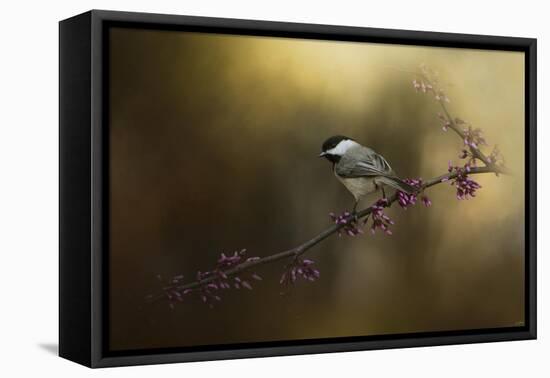 Chickadee in the Golden Light-Jai Johnson-Framed Stretched Canvas