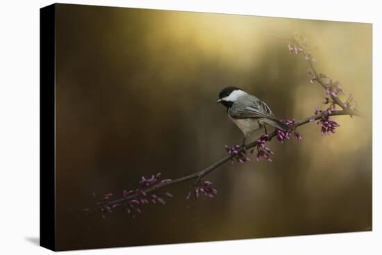 Chickadee in the Golden Light-Jai Johnson-Stretched Canvas