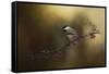 Chickadee in the Golden Light-Jai Johnson-Framed Stretched Canvas