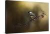 Chickadee in the Golden Light-Jai Johnson-Stretched Canvas