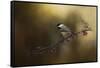 Chickadee in the Golden Light-Jai Johnson-Framed Stretched Canvas