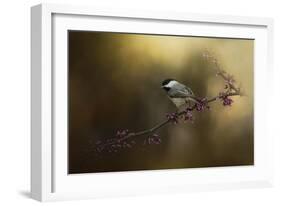 Chickadee in the Golden Light-Jai Johnson-Framed Giclee Print