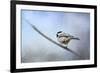 Chickadee in the Snow-Jai Johnson-Framed Giclee Print