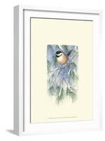 Chickadee in White Pine-Janet Mandel-Framed Art Print