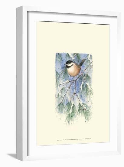 Chickadee in White Pine-Janet Mandel-Framed Art Print