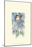 Chickadee in White Pine-Janet Mandel-Mounted Art Print