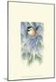 Chickadee in White Pine-Janet Mandel-Mounted Art Print