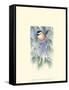 Chickadee in White Pine-Janet Mandel-Framed Stretched Canvas