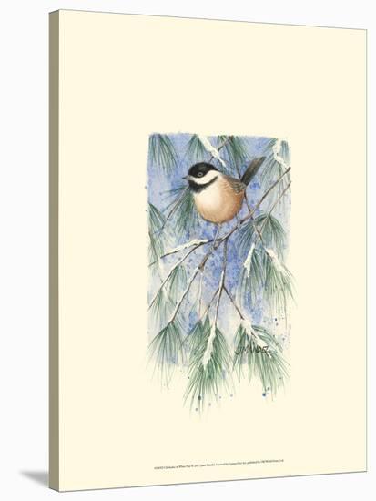 Chickadee in White Pine-Janet Mandel-Stretched Canvas