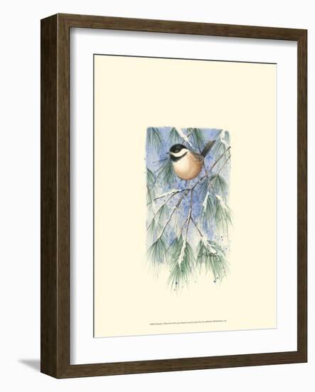 Chickadee in White Pine-Janet Mandel-Framed Art Print