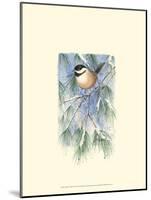 Chickadee in White Pine-Janet Mandel-Mounted Art Print