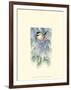 Chickadee in White Pine-Janet Mandel-Framed Art Print
