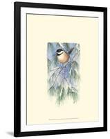 Chickadee in White Pine-Janet Mandel-Framed Art Print