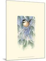 Chickadee in White Pine-Janet Mandel-Mounted Art Print