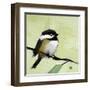 Chickadee No. 143-Angela Moulton-Framed Art Print