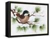 Chickadee on a Pine Tree-Beverly Johnston-Framed Stretched Canvas