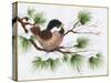 Chickadee on a Pine Tree-Beverly Johnston-Stretched Canvas