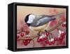 Chickadee with Berries-William Vanderdasson-Framed Stretched Canvas