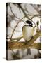 Chickadee-Brenda Petrella Photography LLC-Stretched Canvas