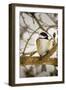 Chickadee-Brenda Petrella Photography LLC-Framed Giclee Print